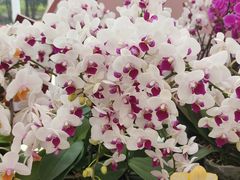 -上海鲜花港