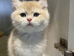 -东方名猫馆·英短金渐层布偶猫舍(环线广场1号楼店)