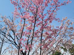 -顾村公园
