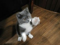 -猫友咖啡店(玉林西路店)