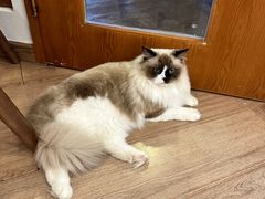 -有猫主题·治愈系猫咖(曾厝垵店)