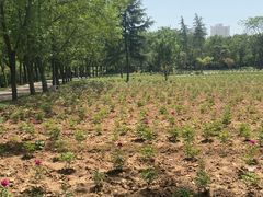 -洛阳市隋唐城遗址植物园