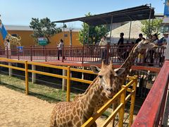 -西霞口神雕山野生动物世界