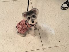 -帕帕拉兹宠物(亚洲旗舰店)