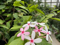 -北京植物园-展览温室