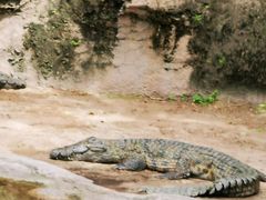 -奥兰多迪士尼动物王国乐园