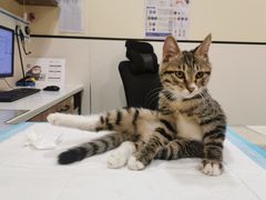 -萌兽医馆·犬猫专科·眼科中心·宠物医院(朝阳门分院)