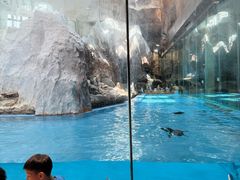 -帝企鹅自助餐厅•儿童岛•真企鹅(长隆企鹅酒店)