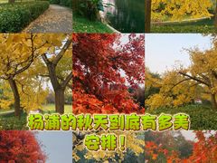 -上海共青森林公园