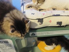 -平行世界·猫咖(首经贸店)