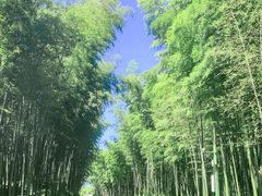 -蜀南竹海景区