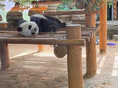 -西霞口神雕山野生动物世界