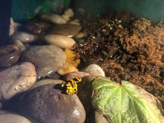 -上海大自然野生昆虫馆(东方明珠·爬宠昆虫探索中心)