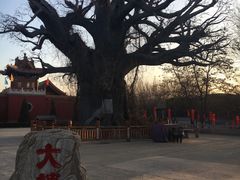 -大槐树寻根祭祖园