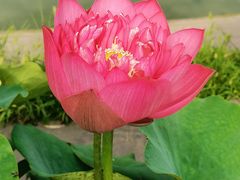 -莲花池公园