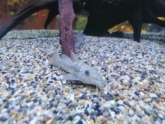 -上海海洋水族馆