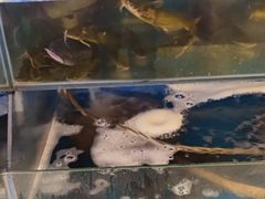 -粗粮人家·东北菜(洋桥店)