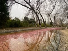 -桃花堤公园