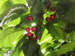 -樱桃山旅游景区