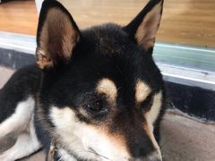 -柴犬高等学院·狗咖·柴犬售卖·宠物训练