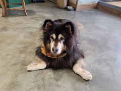 -more than meow吴止猫主题餐厅(承德 中船汇店)