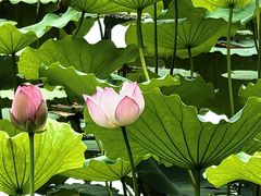 -荔湾湖公园
