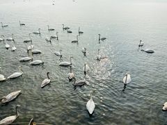 -烟墩角天鹅湖