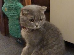 -猫色咖啡·猫咖