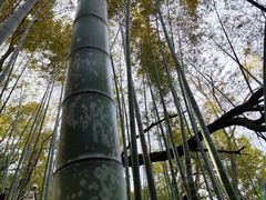 -上海佘山国家森林公园天马山园