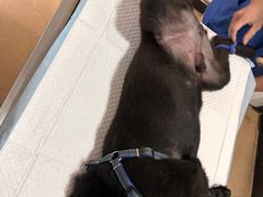 -灵美宠物诊所