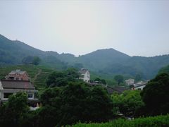 -龙井村