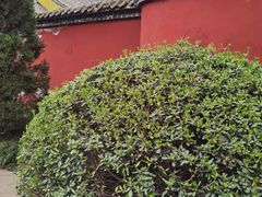 -武侯墓风景区