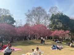 -习家池
