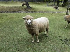 -神户市立六甲山牧场