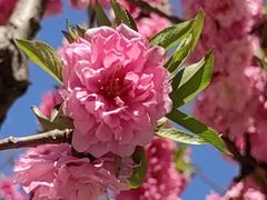 -海棠花溪(元大都城垣遗址公园)