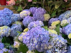 -朝来春花卉市场
