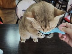 -蓝鲸·缅因猫舍