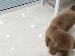 -悦宠凯宝动物医院·牙科·皮肤科(朝阳北路店)