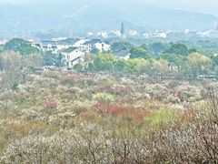 -香雪海