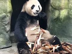 -都江堰中华大熊猫苑