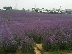 -紫颐香薰山谷景区