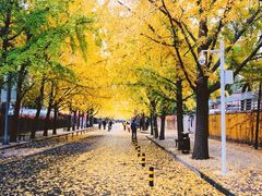 -三里屯东五街银杏大道