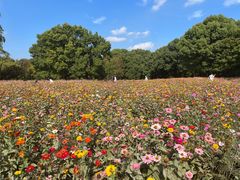 -上海共青森林公园