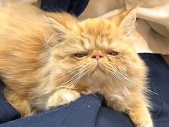 -Heymao猫咖.咖啡厅(东门店)