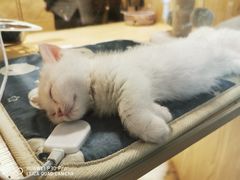 -屋虎猫馆(宝安大仟里店)