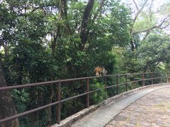 -狮子山郊野公园