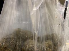 -叶氏麻糍(鼓浪屿店)