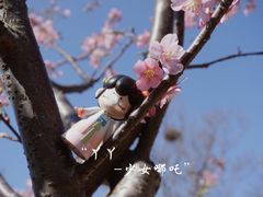 -顾村公园