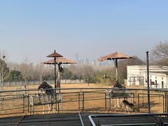 -合肥野生动物园