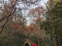 -紫金山山顶公园